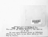 Cyathicula cyathoidea image